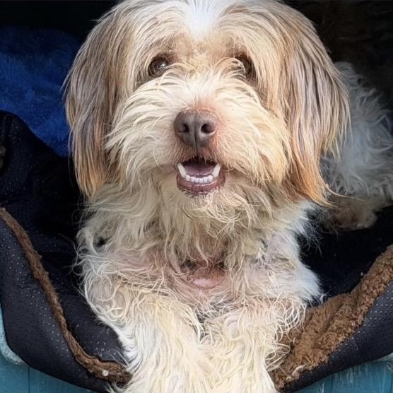 Enlarge Harvey, a ADOPTABLE mixed breed in Santa Rosa, CA image 1/1