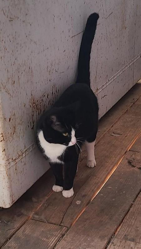 Pistachio (aka Stachie pronounced Stashie), an adoptable Domestic Medium Hair in Porum, OK, 74455 | Photo Image 1
