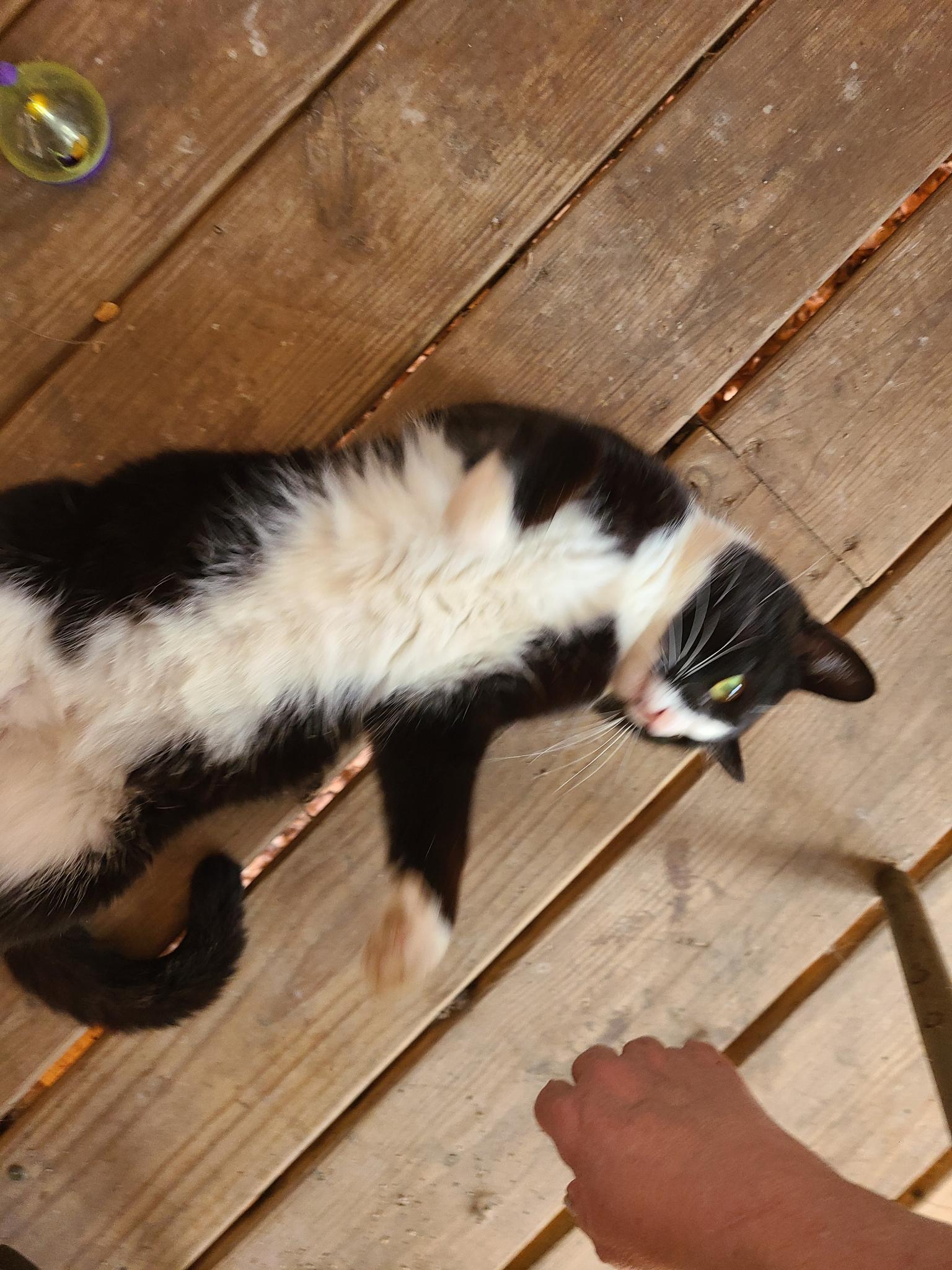 Pistachio (aka Stachie pronounced Stashie), an adoptable Domestic Medium Hair in Porum, OK, 74455 | Photo Image 5