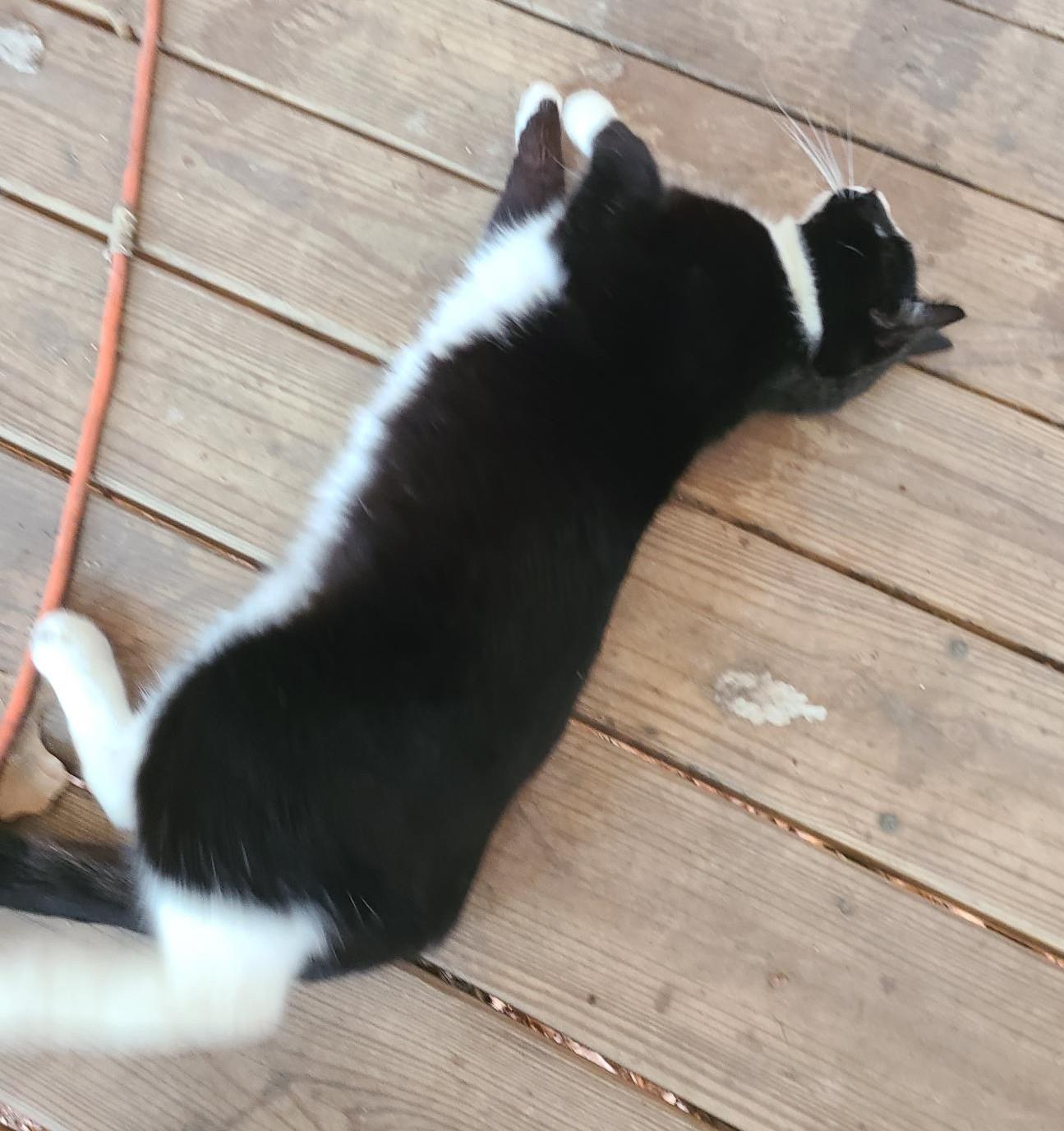 Pistachio (aka Stachie pronounced Stashie), an adoptable Domestic Medium Hair in Porum, OK, 74455 | Photo Image 4