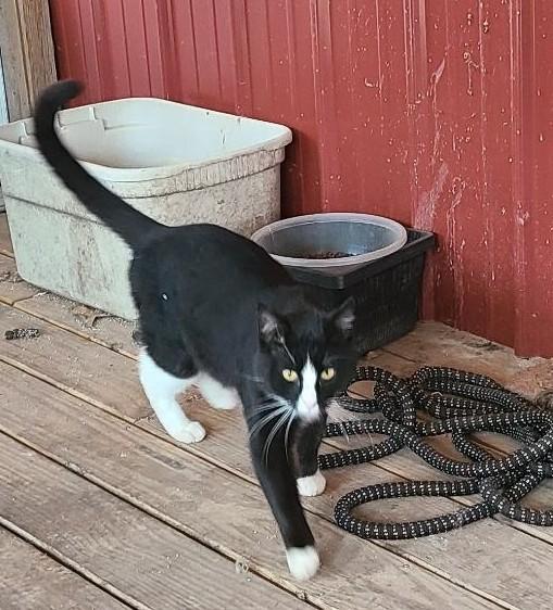 Pistachio (aka Stachie pronounced Stashie), an adoptable Domestic Medium Hair in Porum, OK, 74455 | Photo Image 2