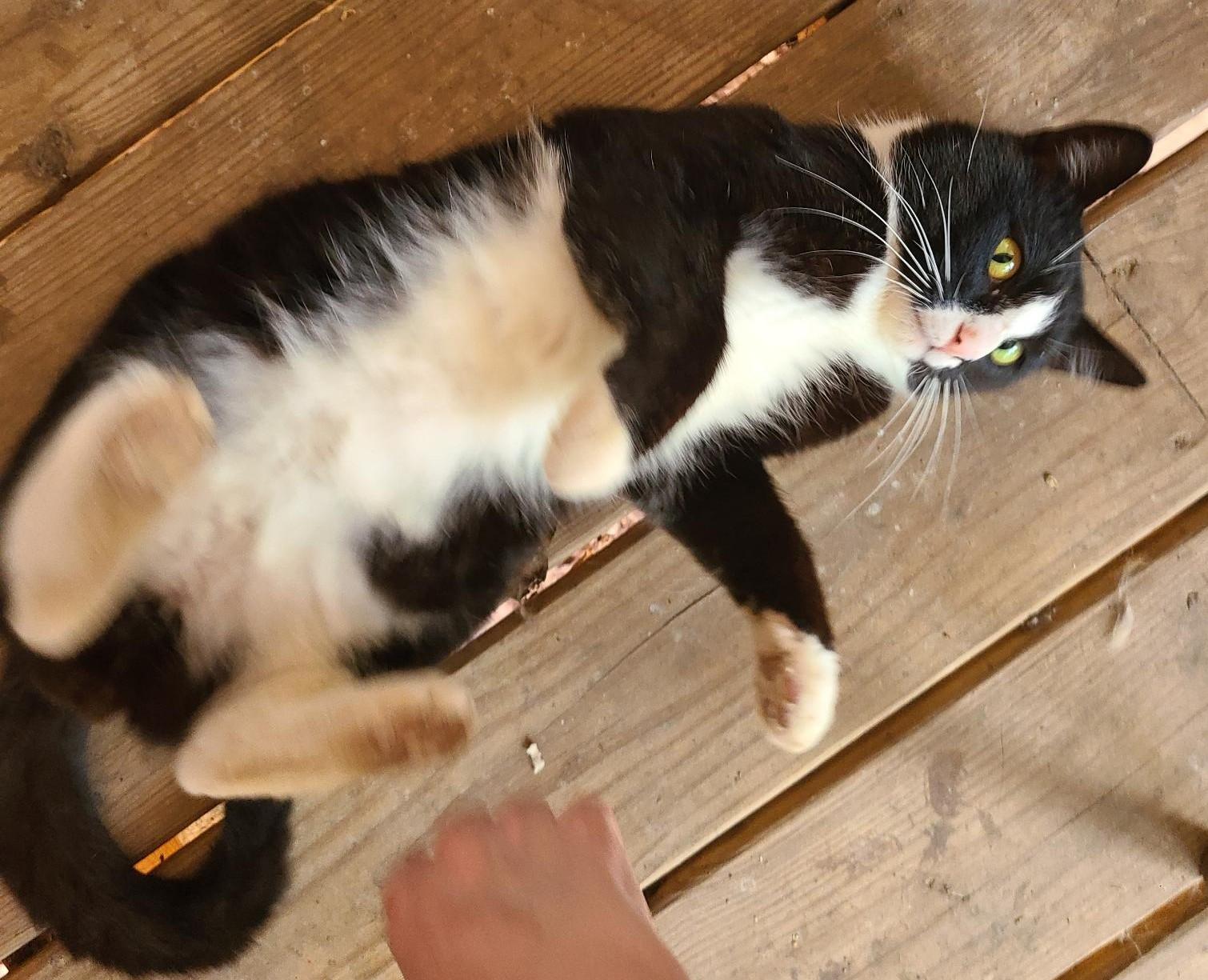 Pistachio (aka Stachie pronounced Stashie), an adoptable Domestic Medium Hair in Porum, OK, 74455 | Photo Image 3