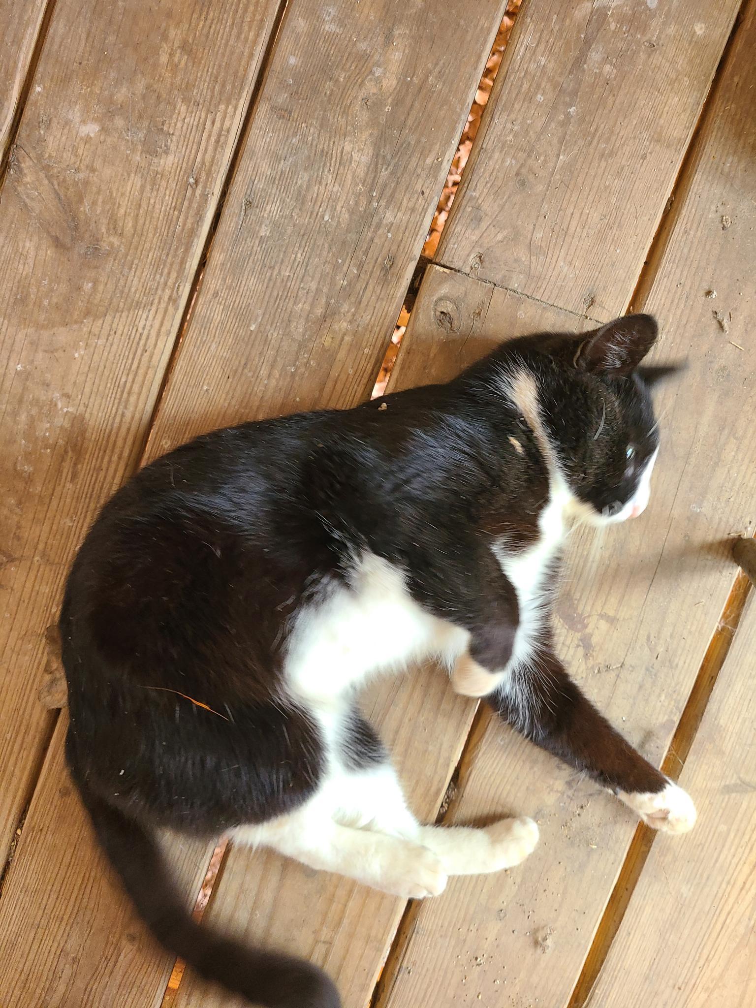 Pistachio (aka Stachie pronounced Stashie), an adoptable Domestic Medium Hair in Porum, OK, 74455 | Photo Image 6