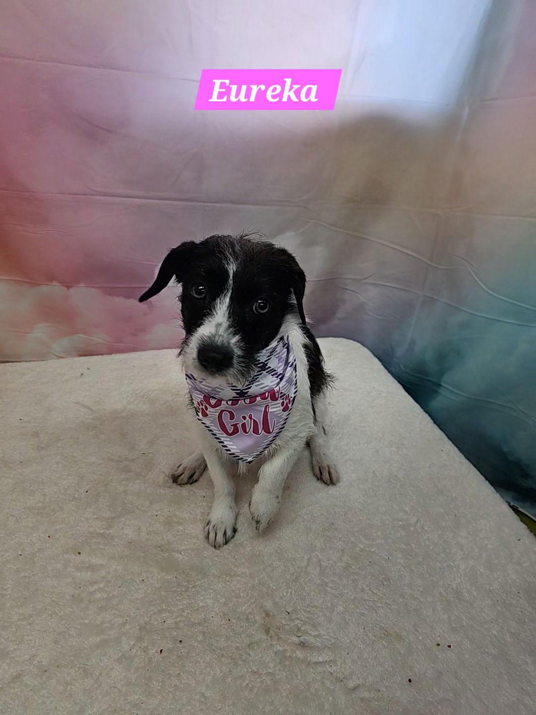 Eureka, Adopted, Adult Female Poodle.