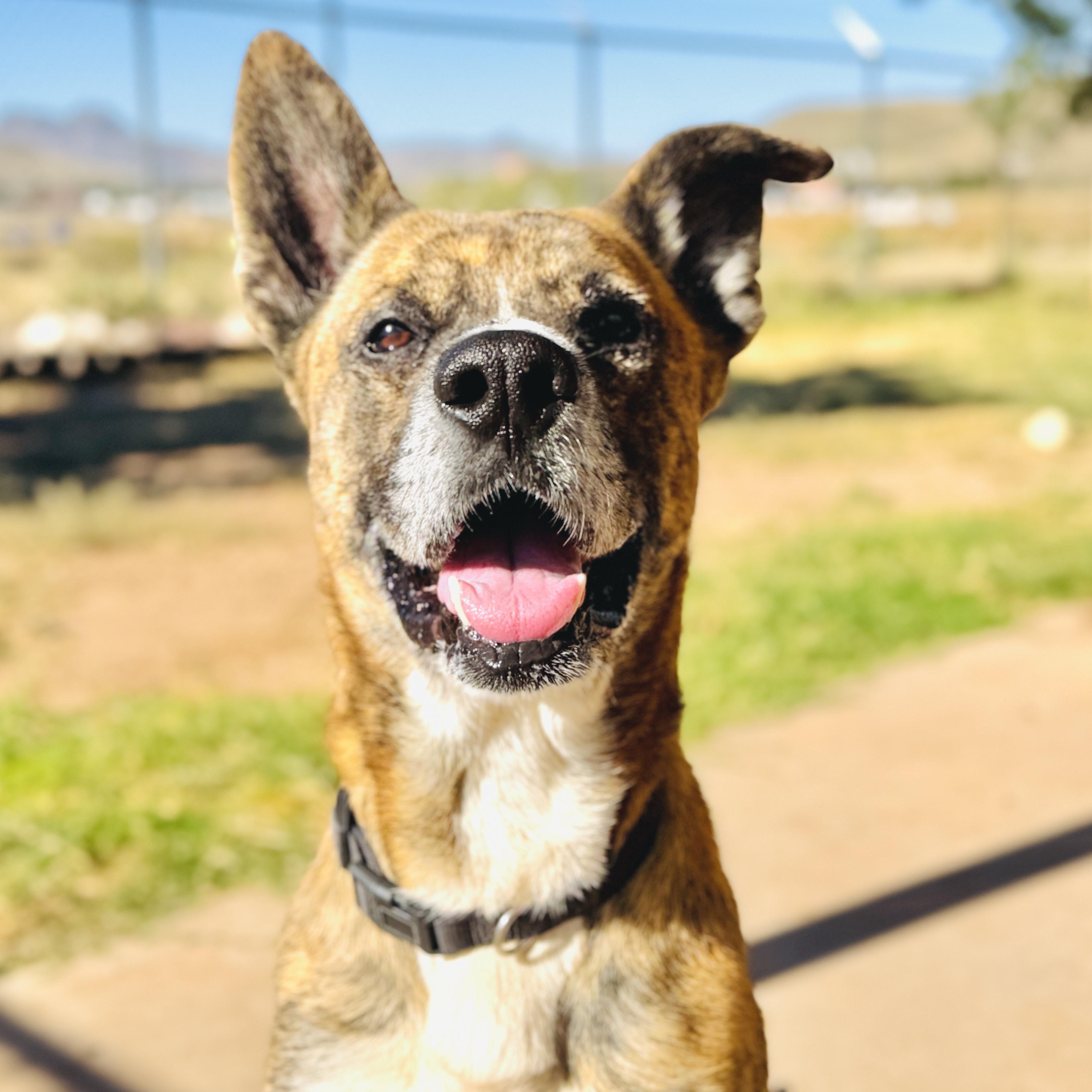 Enlarge Namir, a Adoptable mixed breed in ALPINE, TX image 2/6