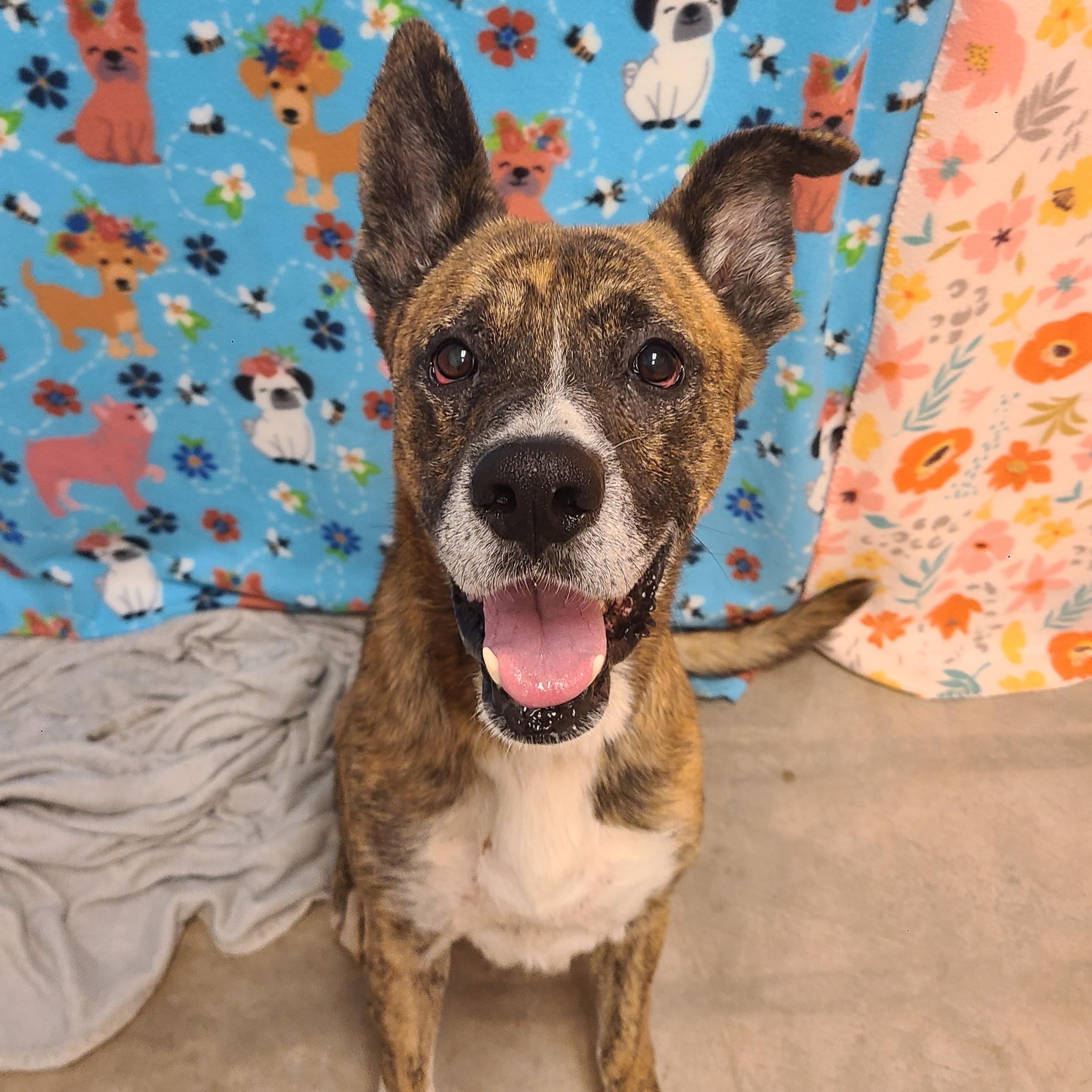 Enlarge Namir, a Adoptable mixed breed in ALPINE, TX image 5/6