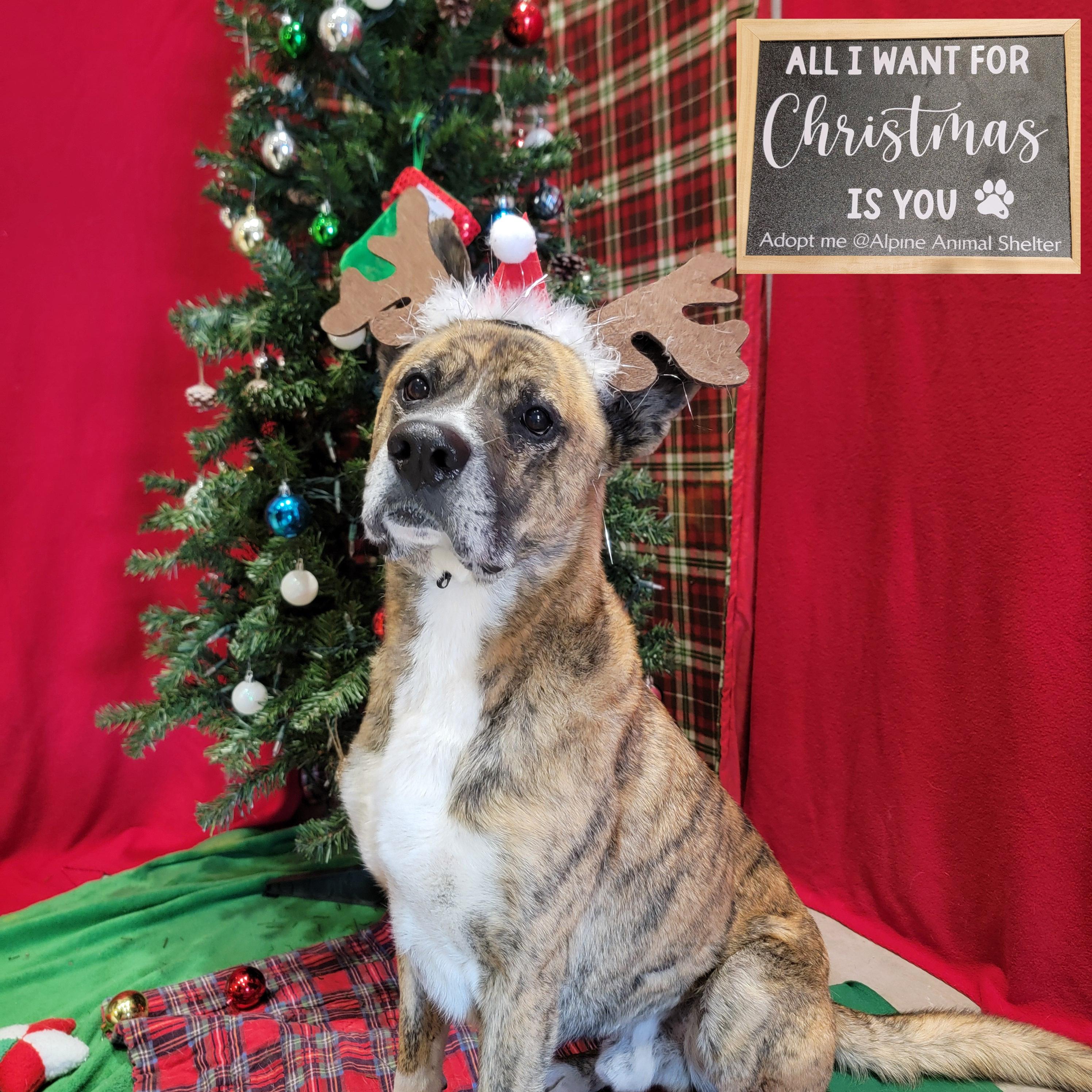 Enlarge Namir, a Adoptable mixed breed in ALPINE, TX image 1/6