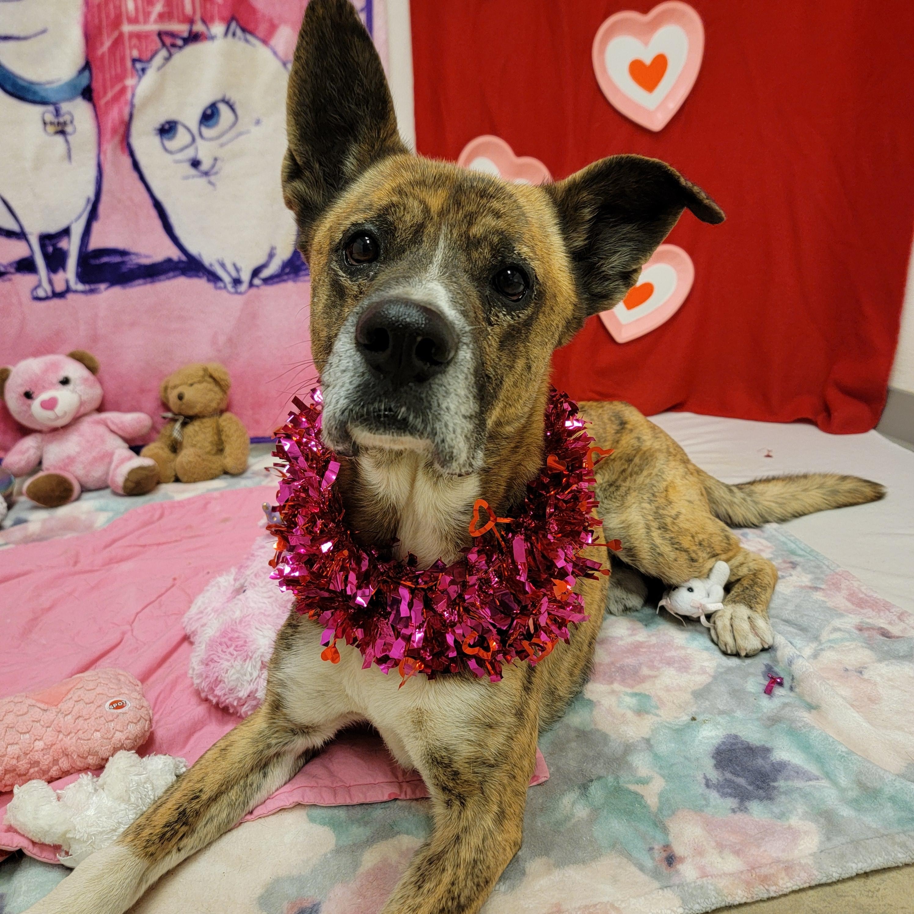 Enlarge Namir, a Adoptable mixed breed in ALPINE, TX image 2/6