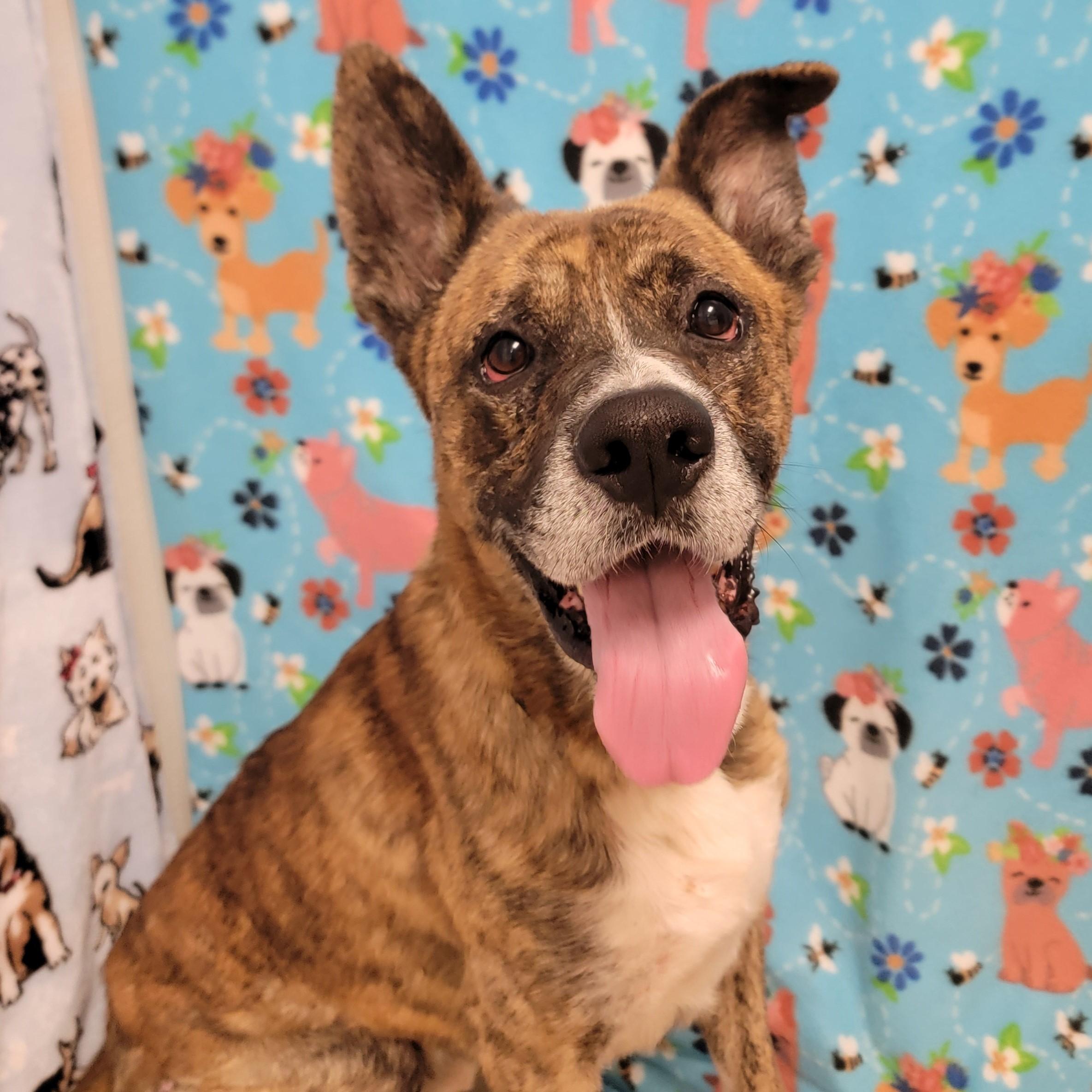 Enlarge Namir, a Adoptable mixed breed in ALPINE, TX image 4/6