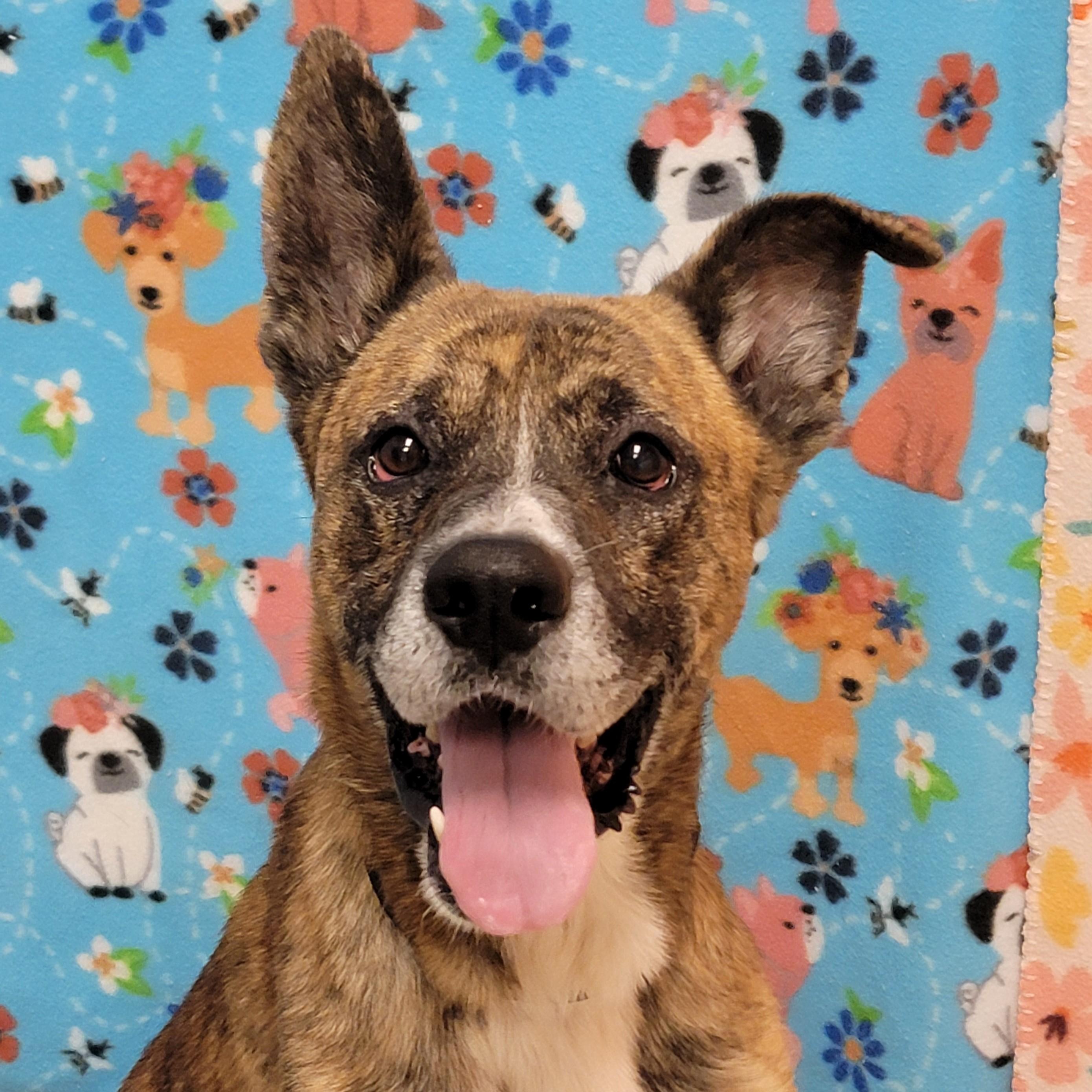 Enlarge Namir, a Adoptable mixed breed in ALPINE, TX image 3/6