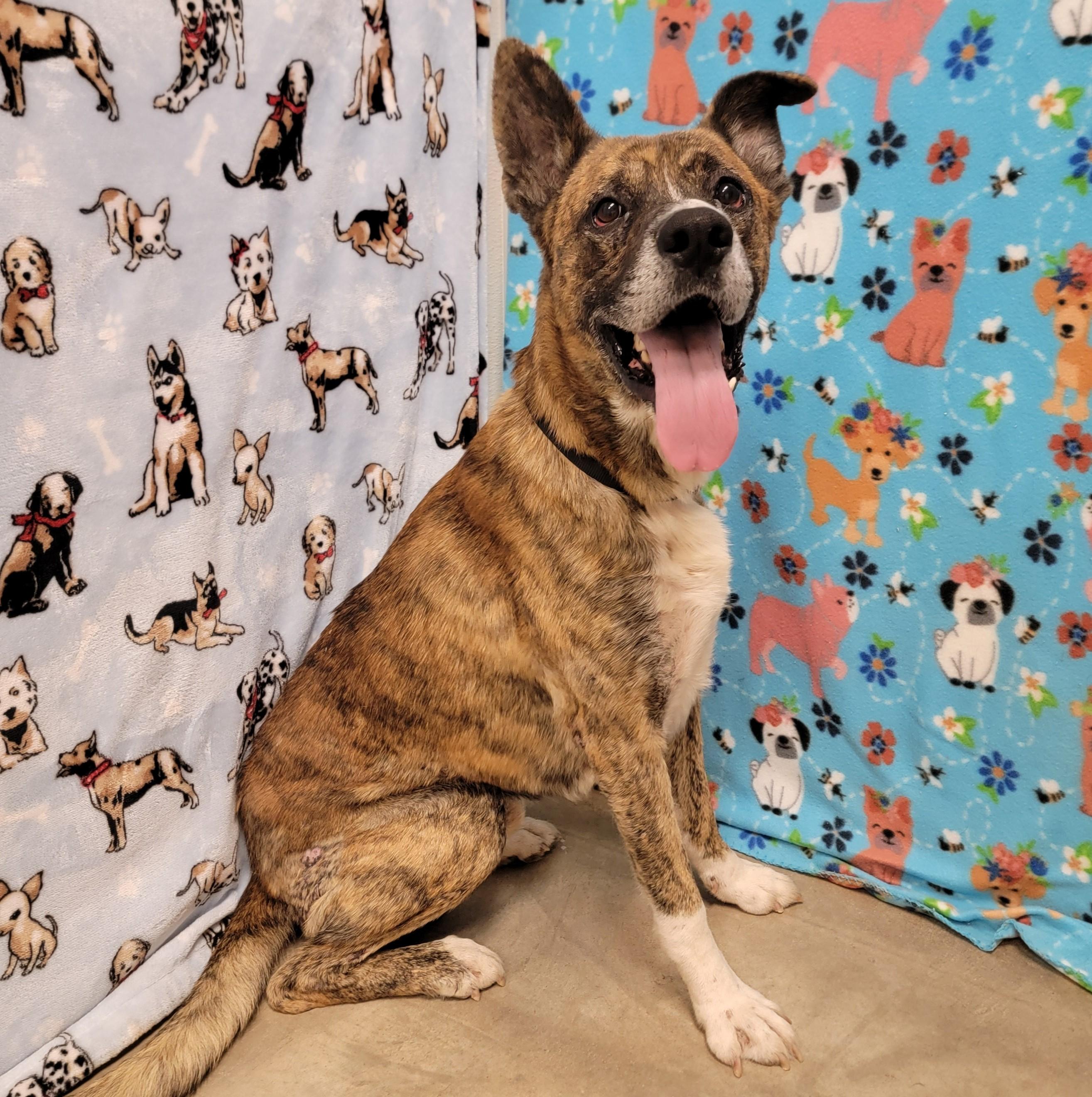 Enlarge Namir, a Adoptable mixed breed in ALPINE, TX image 6/6