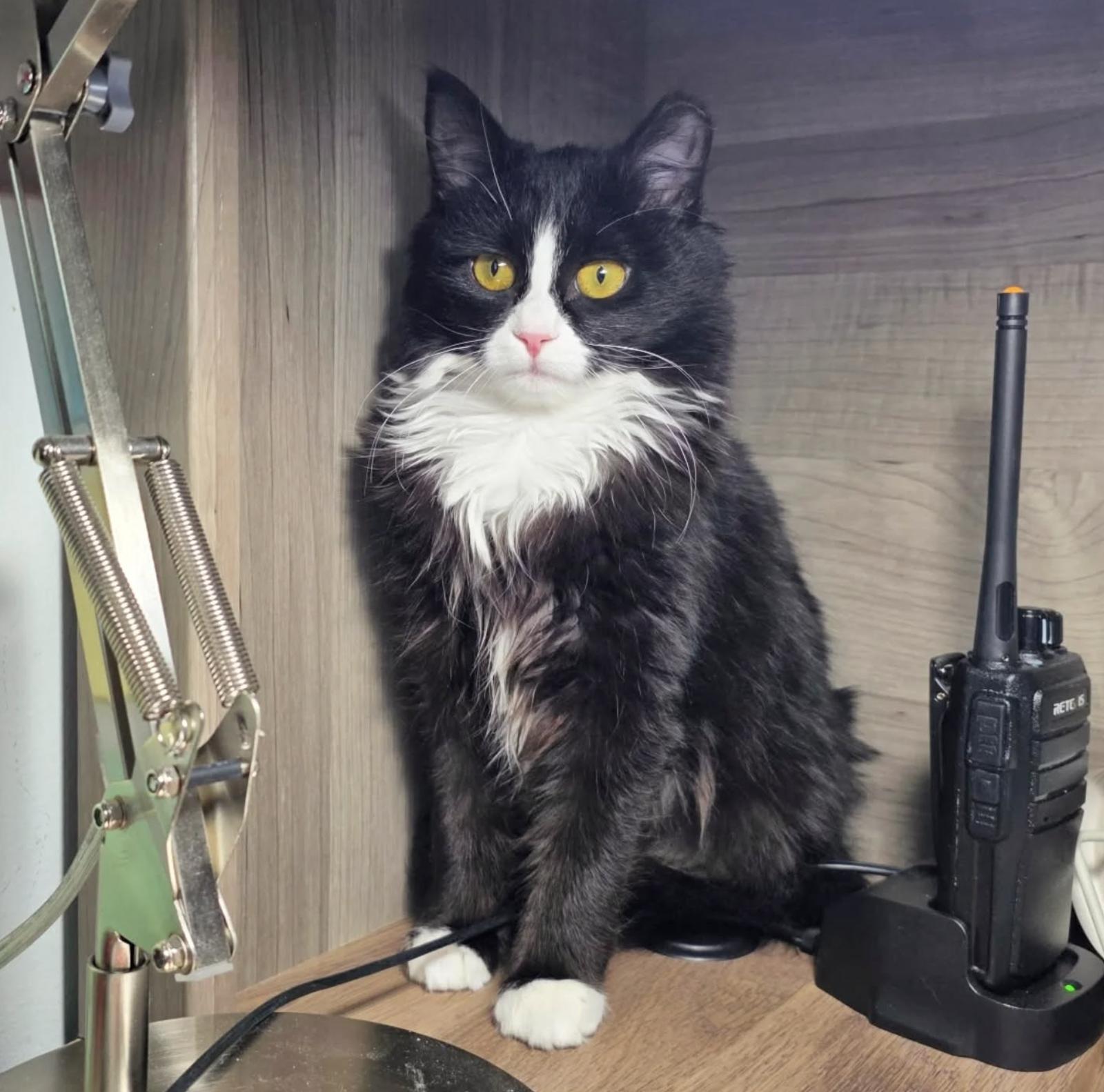 Tammy, Adoptable, Young Female Domestic Medium Hair.