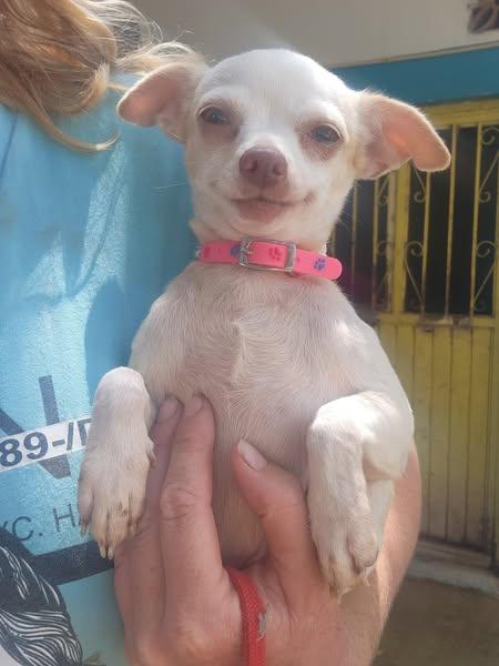 Enlarge Lulu, a Adopted Chihuahua in EL COLORADO, JAL image 1/2