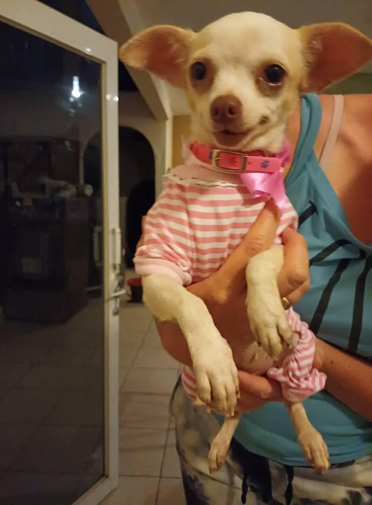 Enlarge Lulu, a Adopted Chihuahua in EL COLORADO, JAL image 2/2