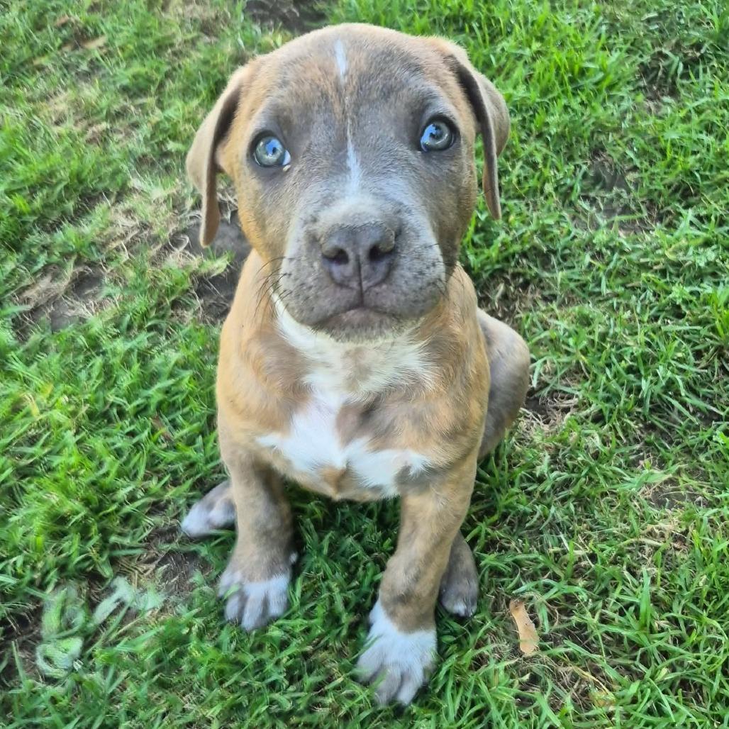 Louie, Adoptable, Puppy Male American Staffordshire Terrier.