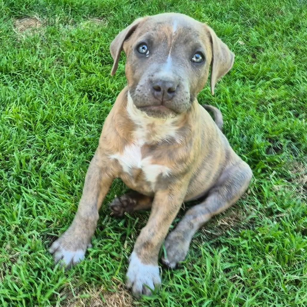 Louie, a Adoptable American Staffordshire Terrier in West Richland, WA image 4/6