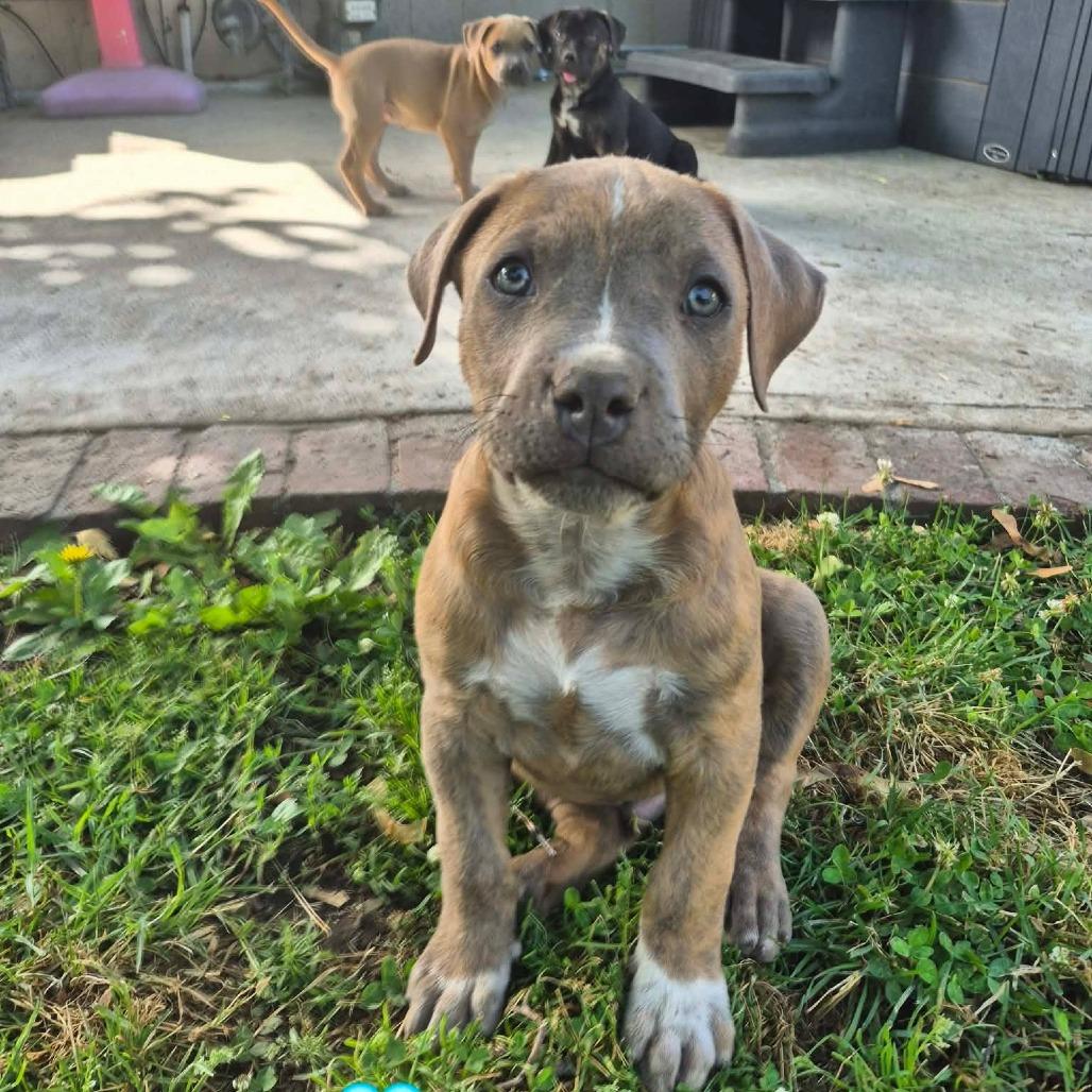 Louie, a Adoptable American Staffordshire Terrier in West Richland, WA image 5/6