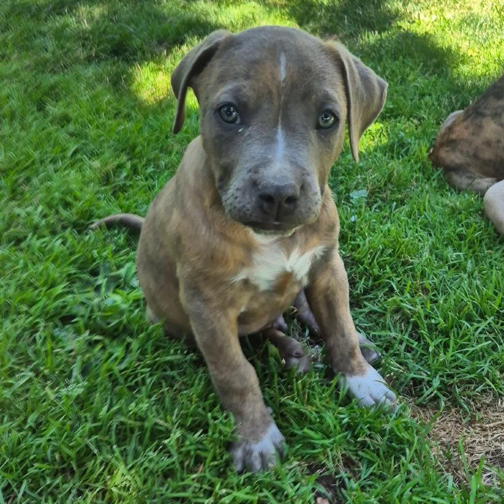 Louie, a Adoptable American Staffordshire Terrier in West Richland, WA image 6/6