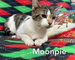 Moon Pie, Adoptable, Adult Female Domestic Short Hair.