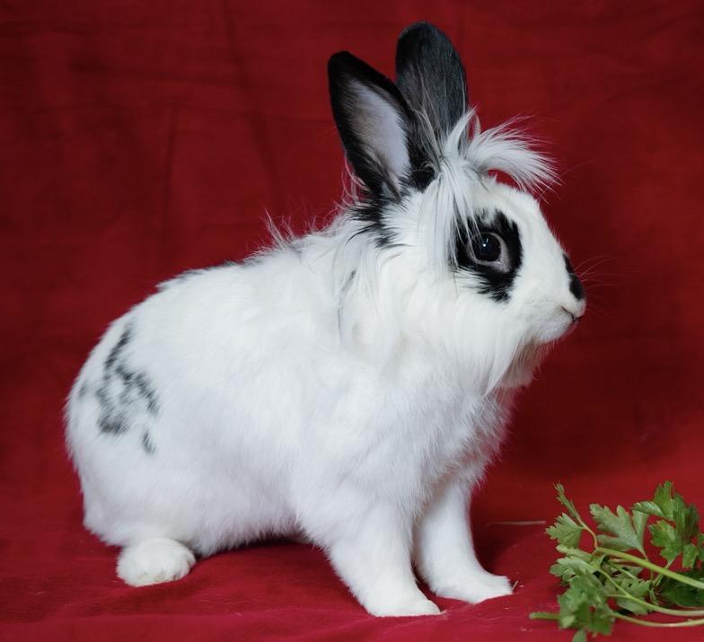 Blender, adopted, Young Male Lionhead & English Spot.