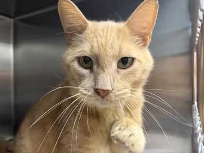 Wooly, Adoptable, Senior Male Domestic Short Hair.
