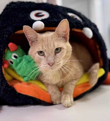 Wooly at PetSmart in Athens, GA, Adoptable, Senior Male Domestic Short Hair.