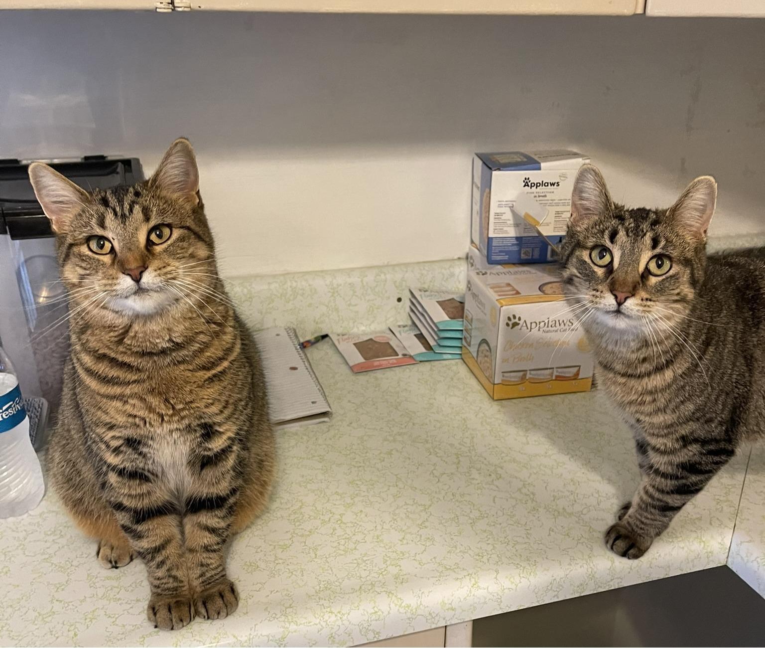 Cat for adoption - Honey (bonded to Hattie), a Tabby in