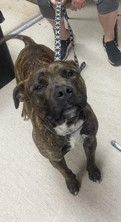 Brutus, ADOPTABLE, Adult Male Mixed Breed.