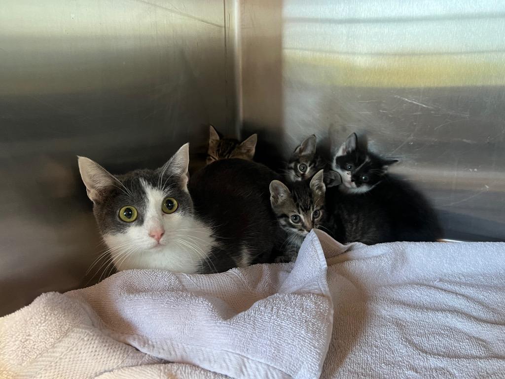 Yaya, Adoptable, Young Female Domestic Short Hair.