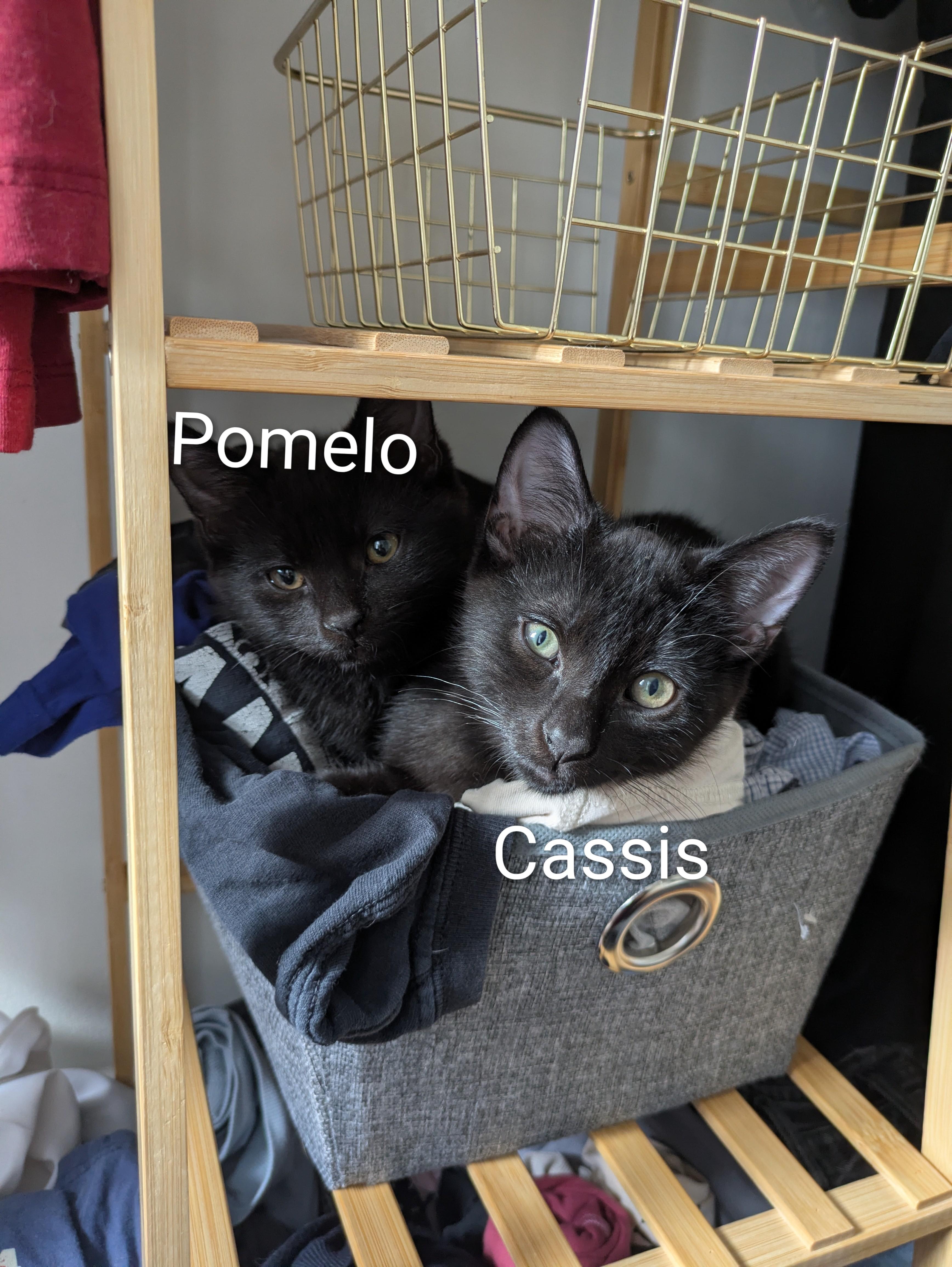 Enlarge Pomelo, a Adoptable Domestic Short Hair in Montreal, QC image 5/5
