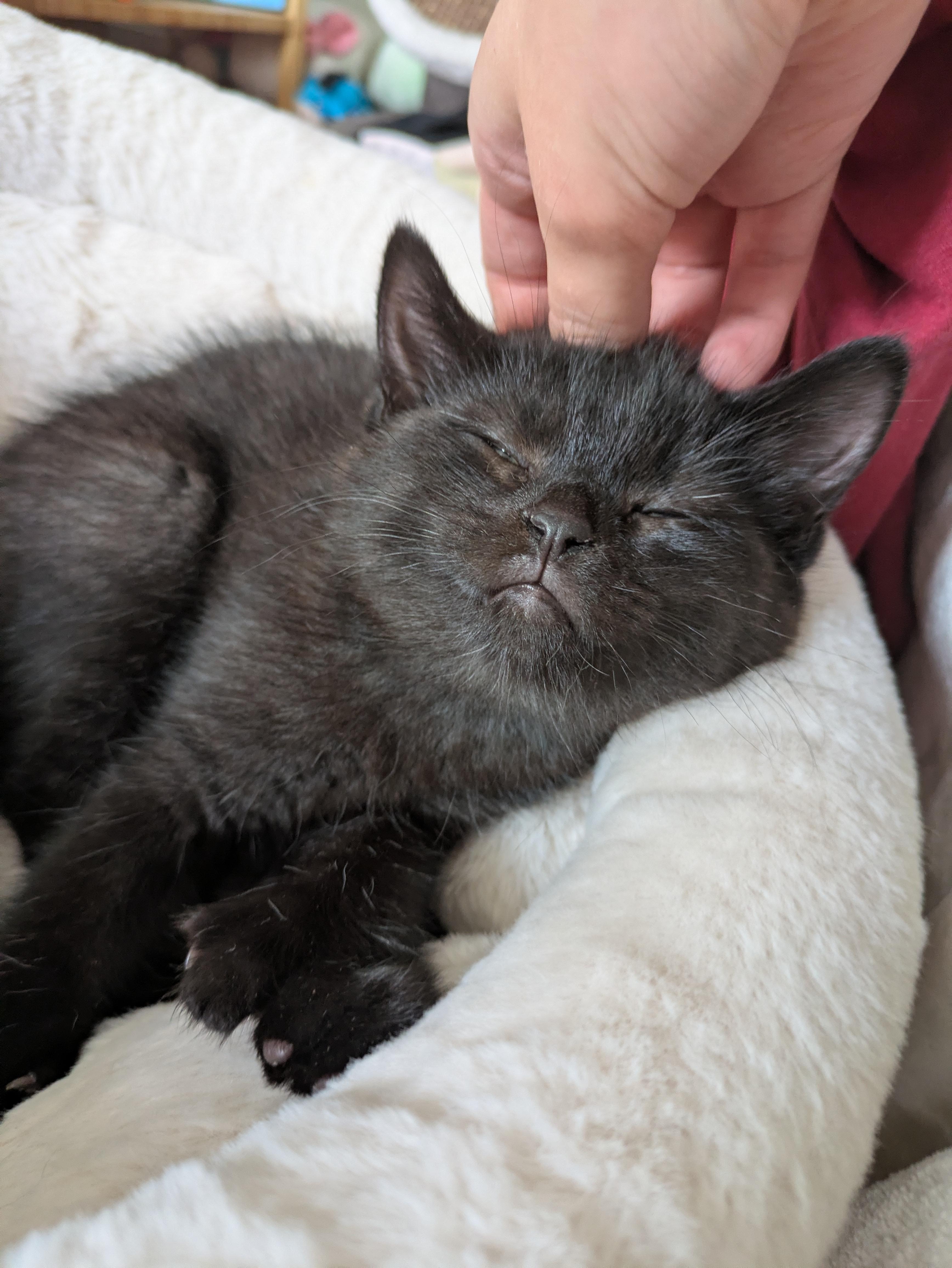 Enlarge Pomelo, a Adoptable Domestic Short Hair in Montreal, QC image 2/5