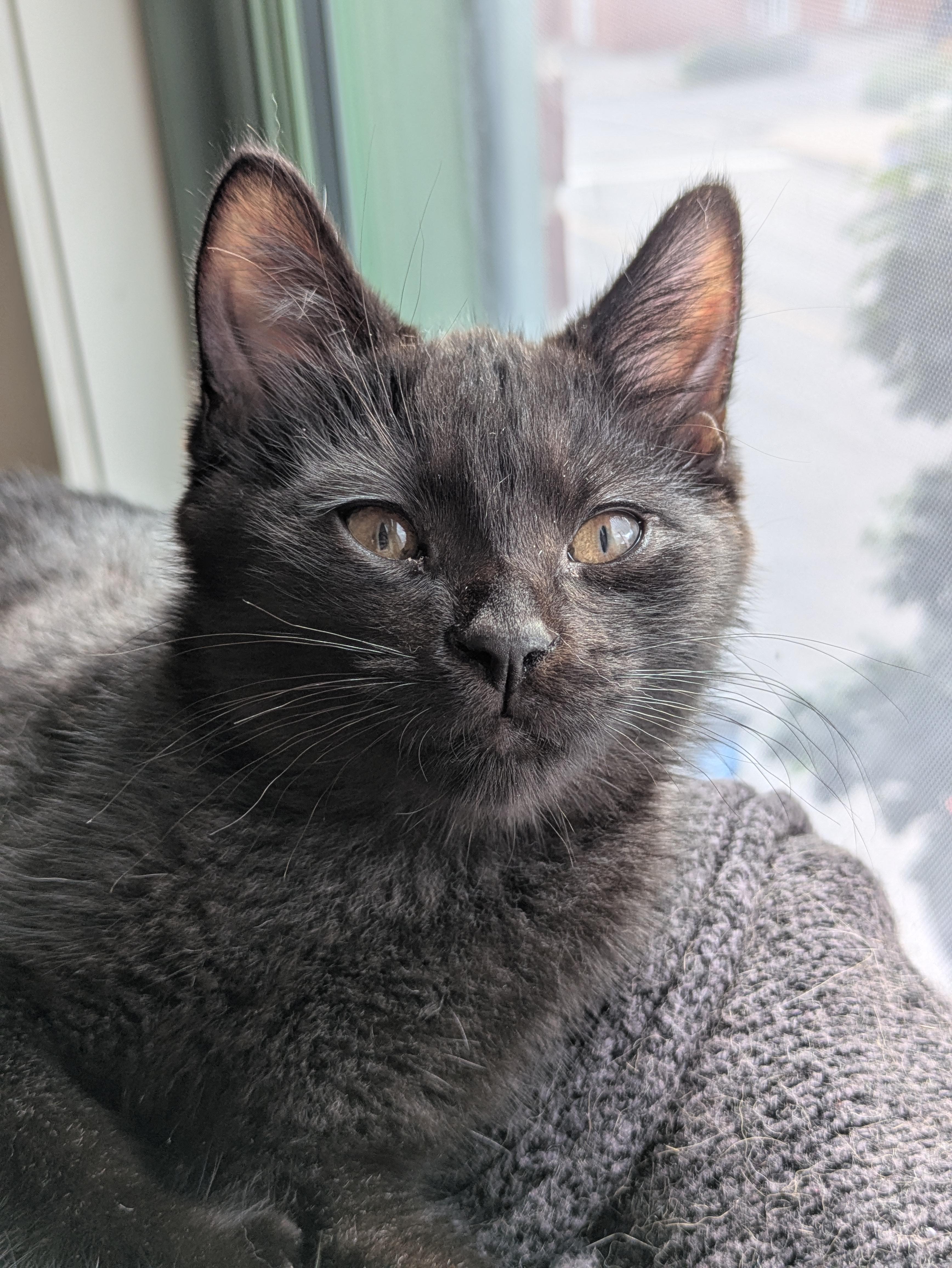 Pomelo, Adoptable, Kitten Male Domestic Short Hair.