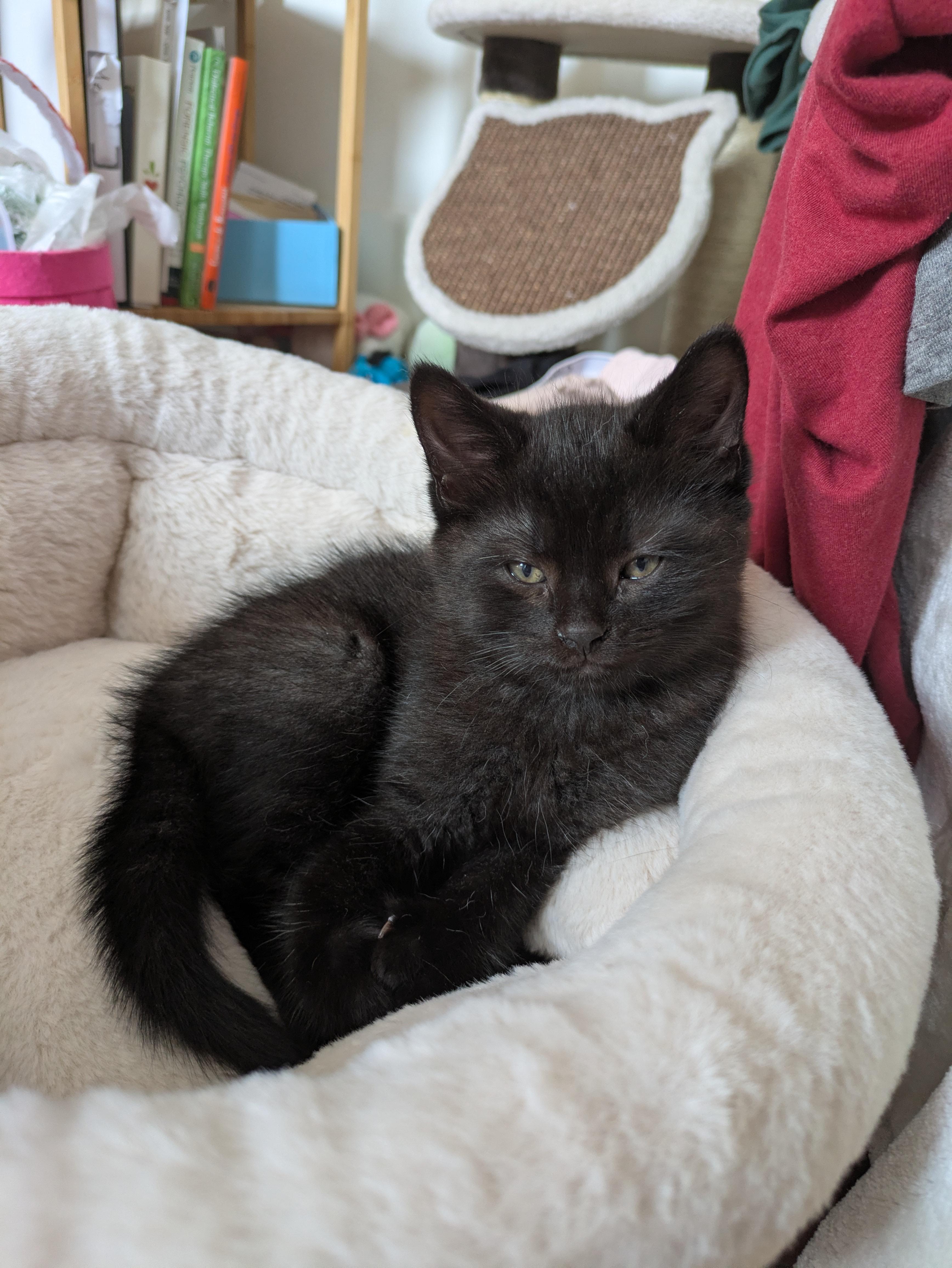 Enlarge Pomelo, a Adoptable Domestic Short Hair in Montreal, QC image 3/5