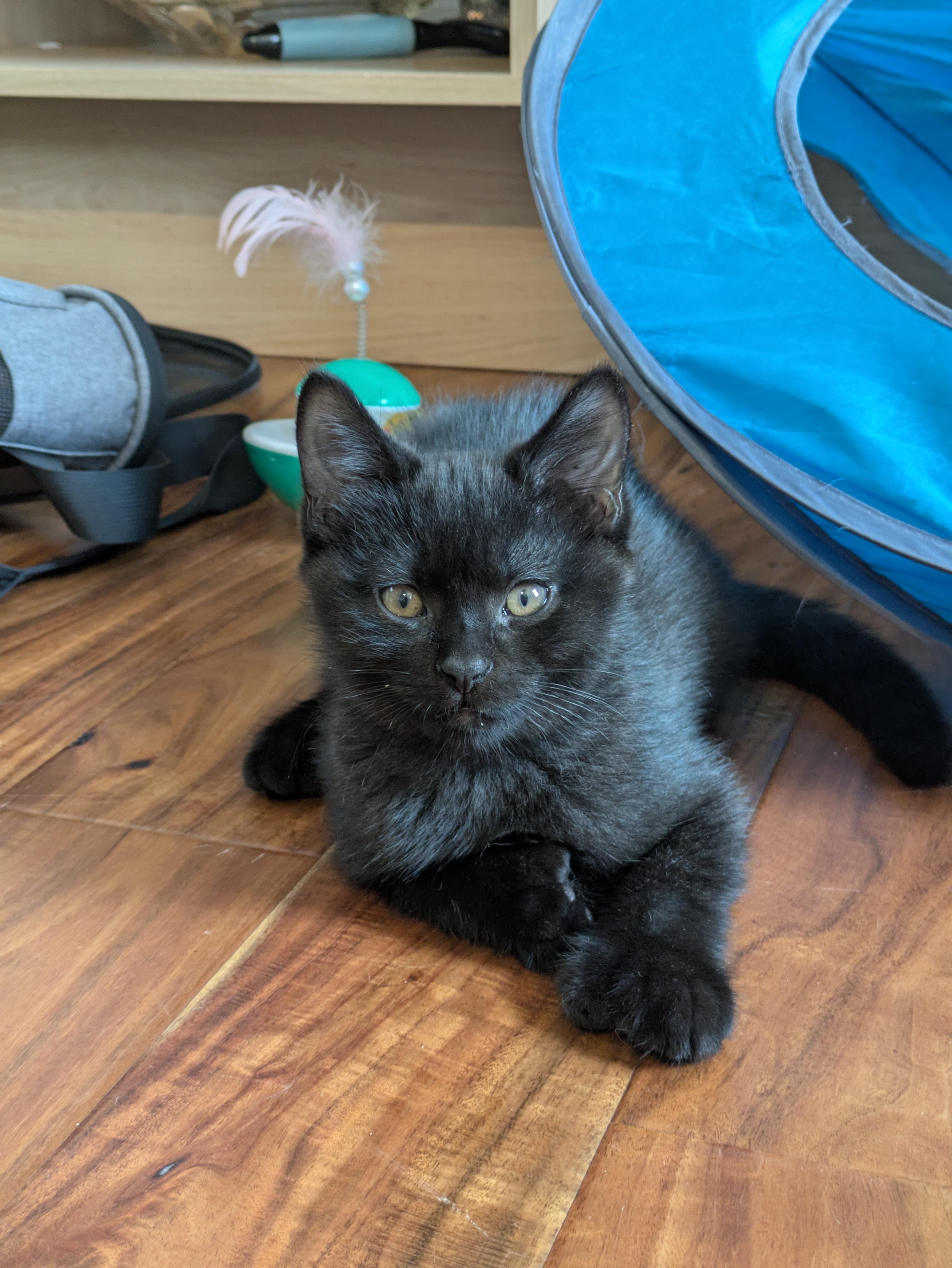 Enlarge Pomelo, a Adoptable Domestic Short Hair in Montreal, QC image 4/5