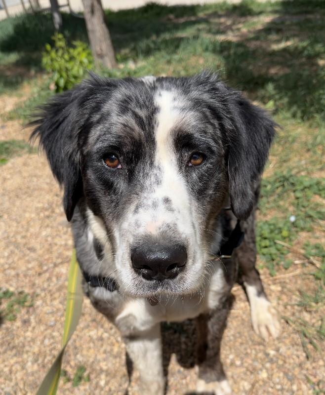 Enlarge Drako, a Adoptable mixed breed in Fort Collins, CO image 1/6