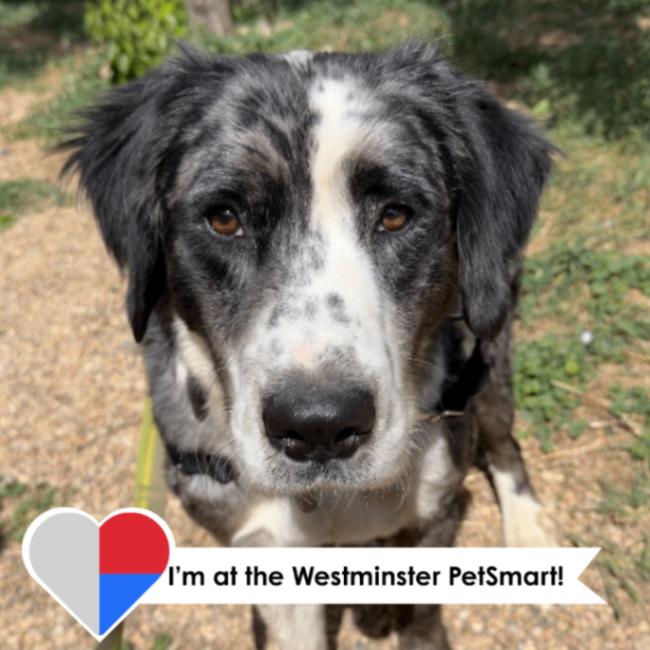 Enlarge Drako, a Adoptable mixed breed in Fort Collins, CO image 2/6