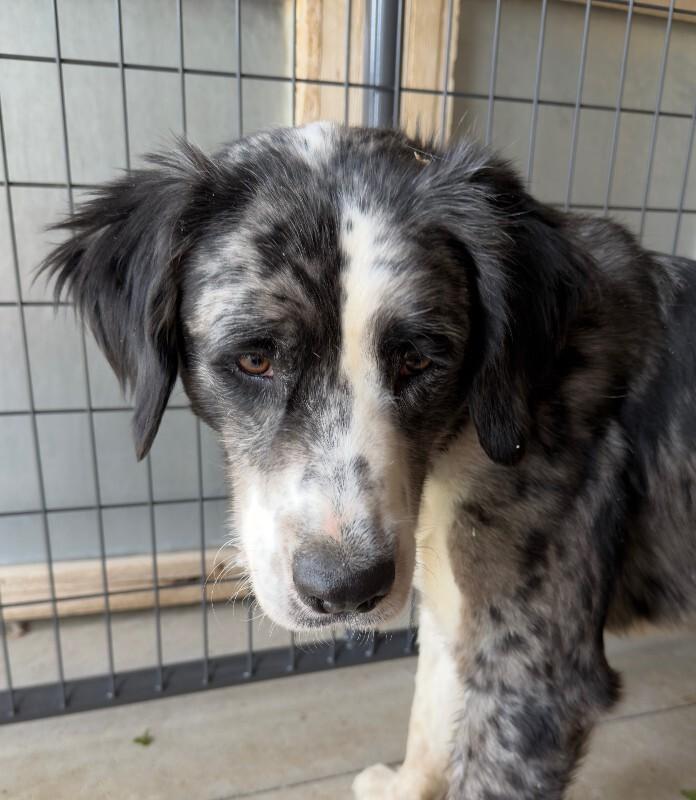 Enlarge Drako, a Adoptable mixed breed in Fort Collins, CO image 3/6