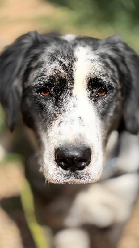 Enlarge Drako, a Adoptable mixed breed in Fort Collins, CO image 6/6