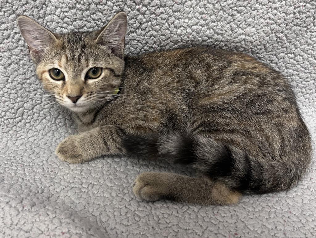 Bramble, Adoptable, Kitten Female Domestic Short Hair.