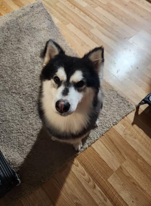 Maya, a Adopted Siberian Husky in Carrollton, TX image 2/3