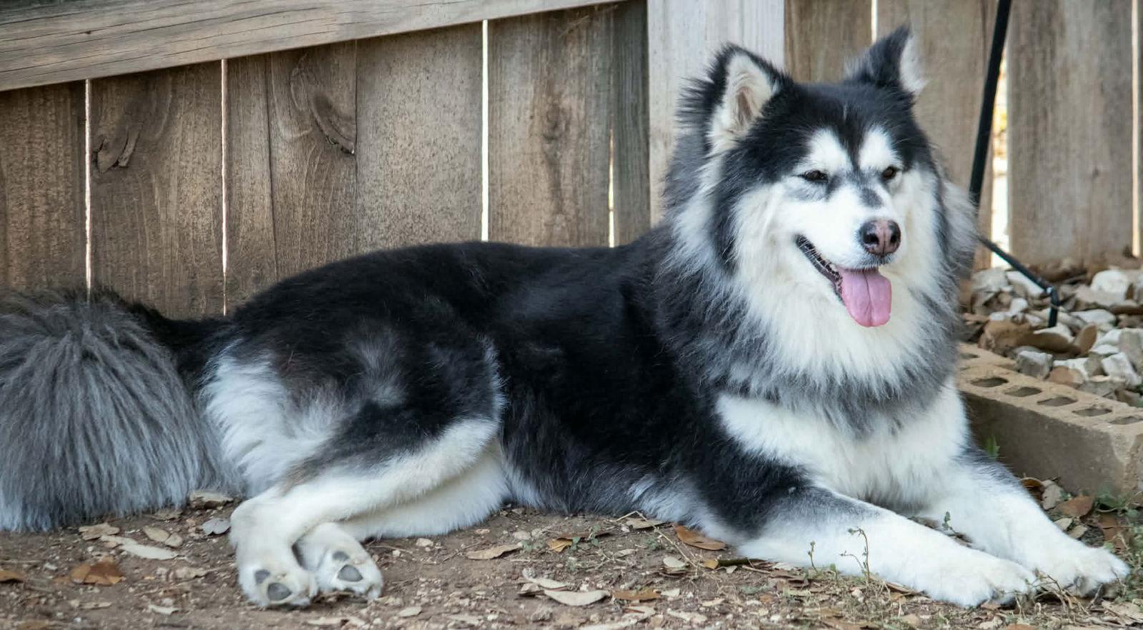 Maya, a Adopted Siberian Husky in Carrollton, TX image 3/3