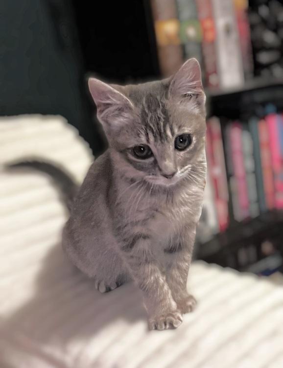 Stormy, ADOPTABLE, Kitten Female American Shorthair & Domestic Short Hair.