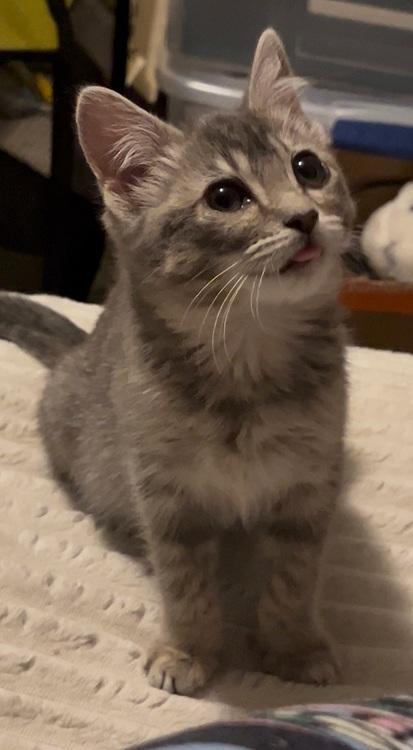 Enlarge Stormy, a ADOPTABLE mixed breed in Richardson, TX image 2/2