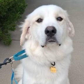 Enlarge Frosty, an adopted Great Pyrenees in Barrington Hills, IL image 1/3