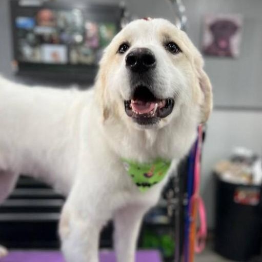 Enlarge Frosty, an adopted Great Pyrenees in Barrington Hills, IL image 2/3