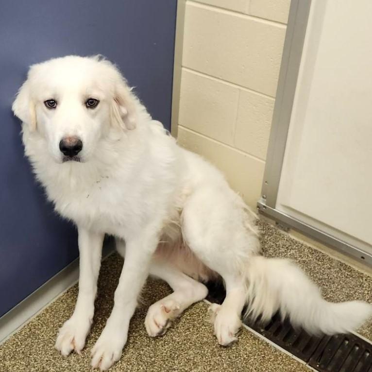 Enlarge Frosty, an adopted Great Pyrenees in Barrington Hills, IL image 3/3