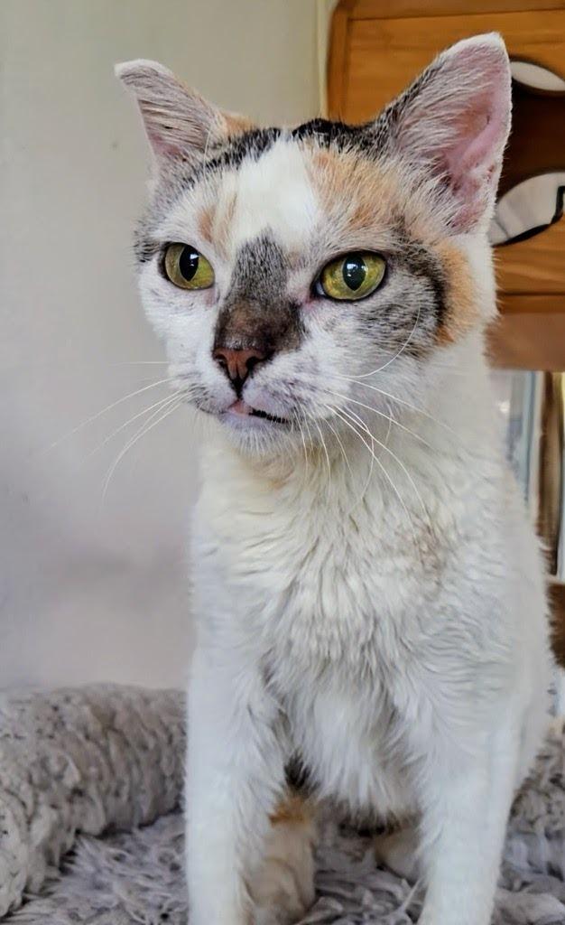 Kata — thumbnail 3