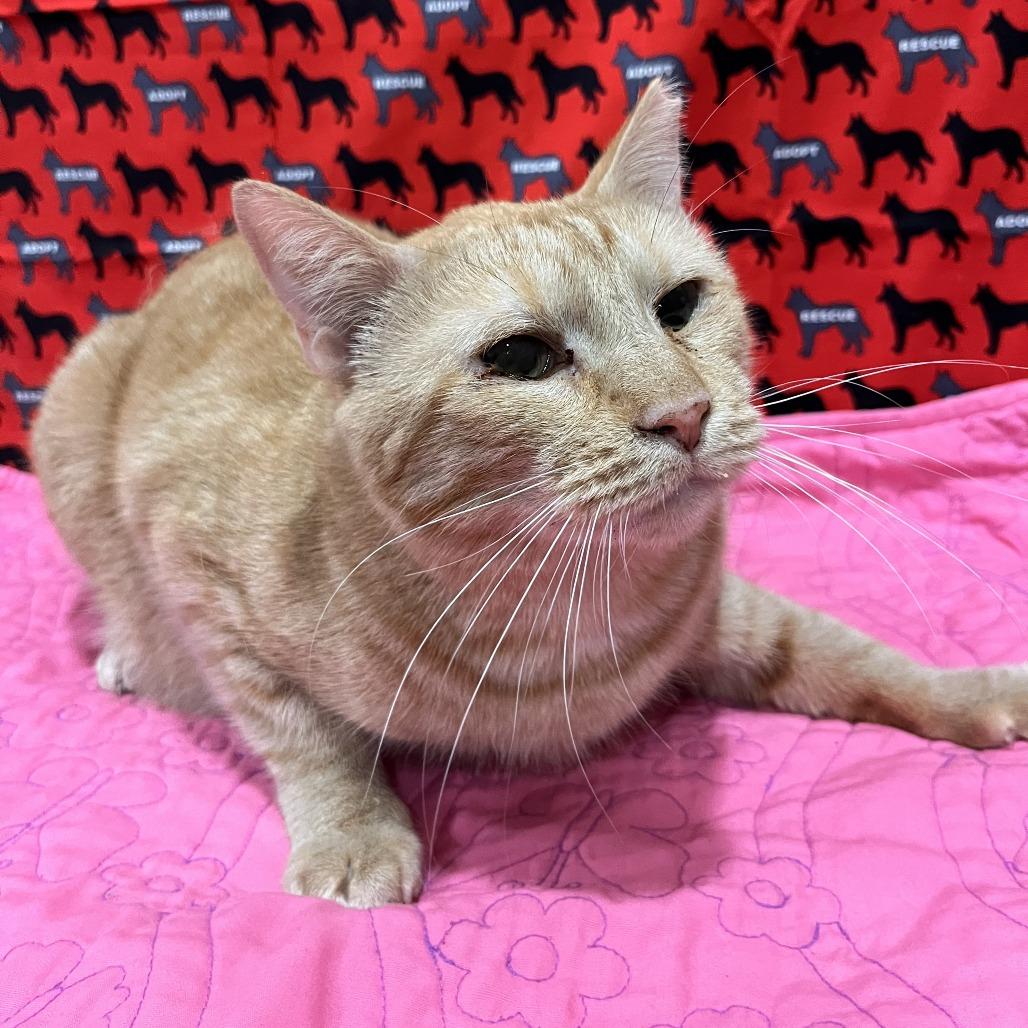 Orange Billy, Adoptable, Adult Male Domestic Short Hair & Domestic Short Hair.