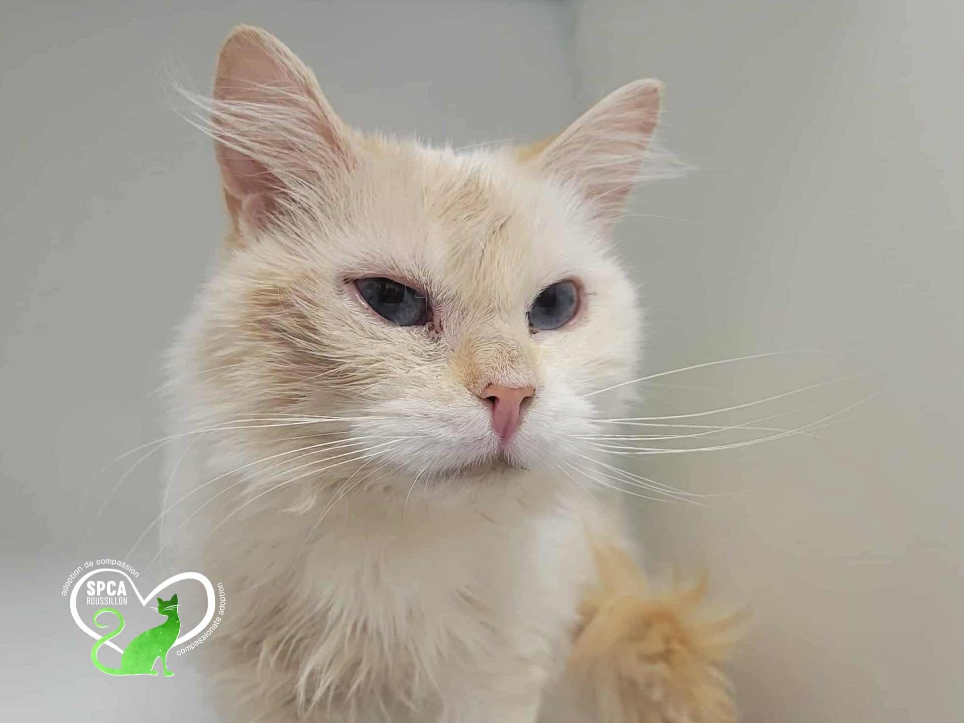Enlarge Milkshake, a ADOPTABLE Himalayan in Delson, QC image 1/1