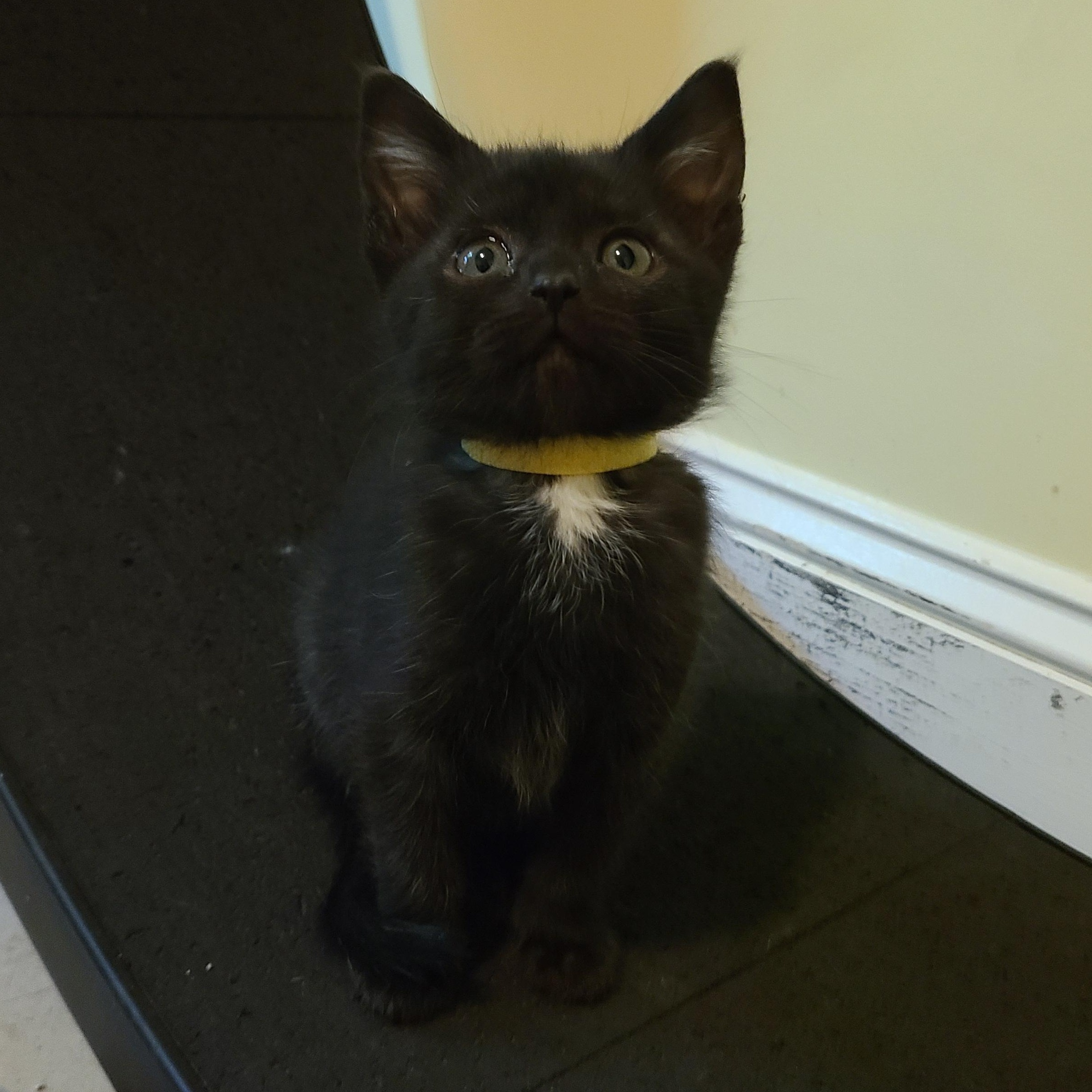 Tserendolgor - Winterville, GA, adopted, Kitten Female Domestic Short Hair & Tuxedo.